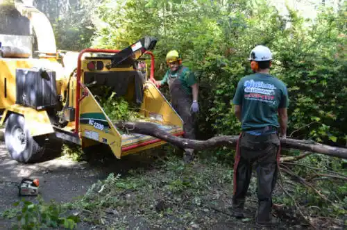 tree services Las Flores